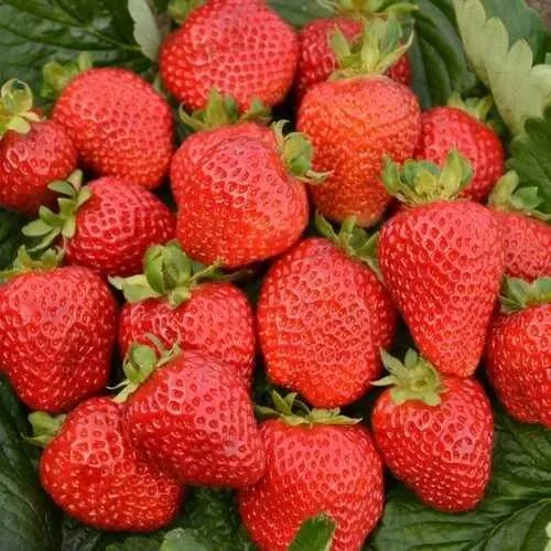 Клубника САН АНДРЕАС ремонтантная  Клубника САН АНДРЕАС ремонтантная в Фаниполе