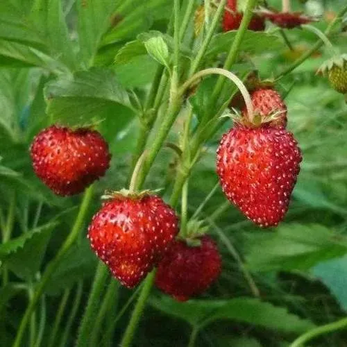 Земляника АЛЬПИЙСКАЯ  Земляника АЛЬПИЙСКАЯ в Фаниполе