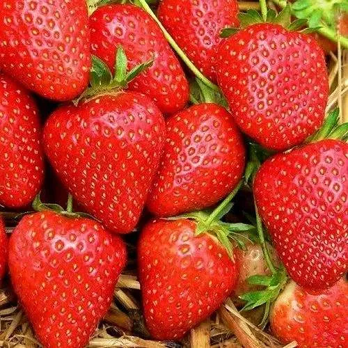 Клубника КВИКИ  Клубника КВИКИ в Фаниполе