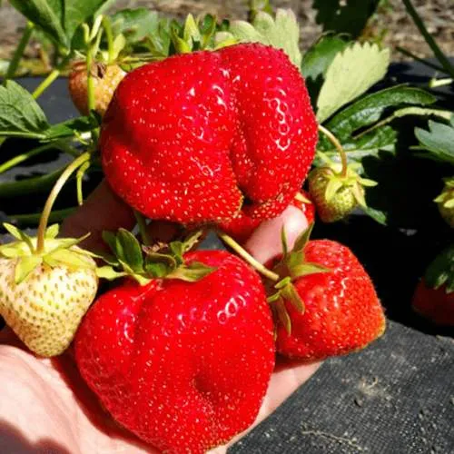 Клубника АПРИКА  Клубника АПРИКА в Фаниполе