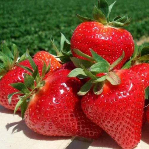 Клубника ДЖОЛИ  Клубника ДЖОЛИ в Фаниполе