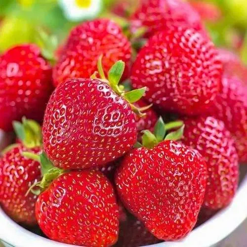 Клубника СИЛЬВИЯ  Клубника СИЛЬВИЯ в Фаниполе