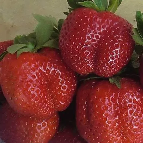 Клубника ДЕСТЕНИ  Клубника ДЕСТЕНИ в Фаниполе