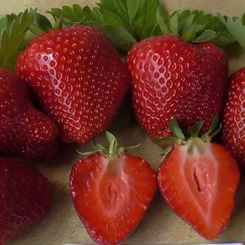 Клубника САНДРА  Клубника САНДРА в Фаниполе