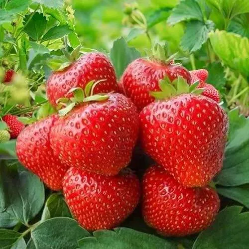 Клубника КИМБЕРЛИ  Клубника КИМБЕРЛИ в Фаниполе