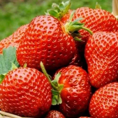 Клубника ФЛОРЕНС  Клубника ФЛОРЕНС в Фаниполе