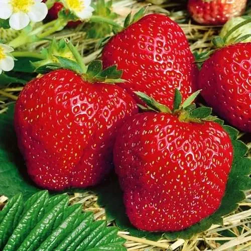 Клубника ВИМА ЗАНТА  Клубника ВИМА ЗАНТА в Фаниполе