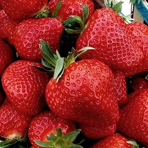 Клубника КЛЕРИ  Клубника КЛЕРИ в Фаниполе