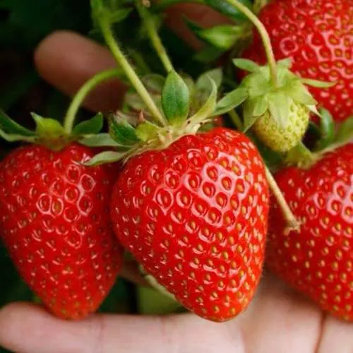 Клубника ПОРТОЛА ремонтантная  Клубника ПОРТОЛА ремонтантная в Фаниполе