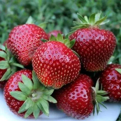 Клубника МАЛЬВИНА  Клубника МАЛЬВИНА в Фаниполе