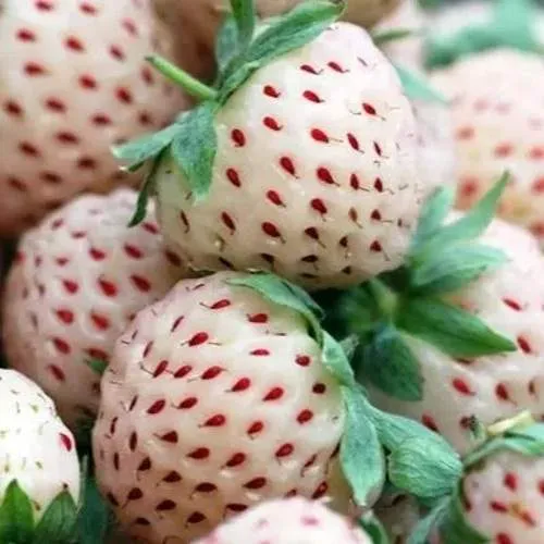 Клубника АНАНАСА ремонтантная  Клубника АНАНАСА ремонтантная в Фаниполе