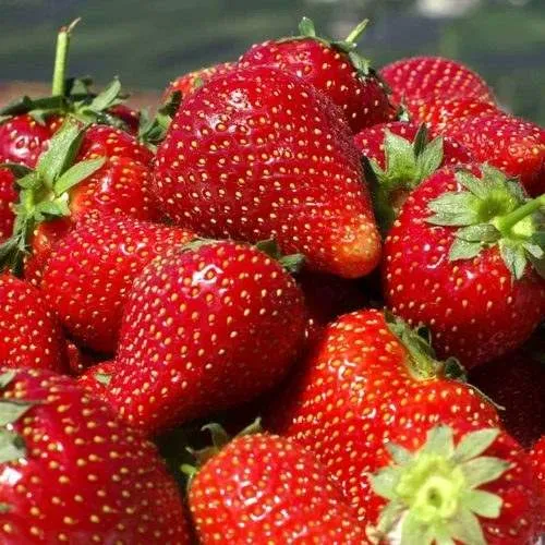 Клубника ПИРЧИНКЬЮ  Клубника ПИРЧИНКЬЮ в Фаниполе