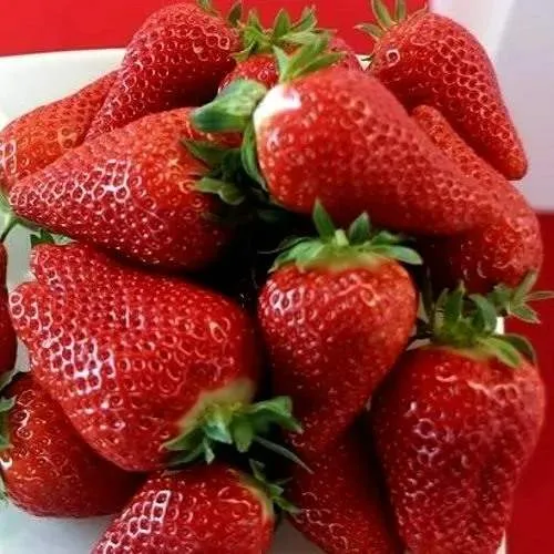 Клубника БРИЛЛА  Клубника БРИЛЛА в Фаниполе