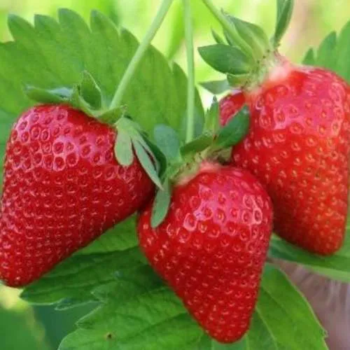 Клубника КЛОДИЯ  Клубника КЛОДИЯ в Фаниполе