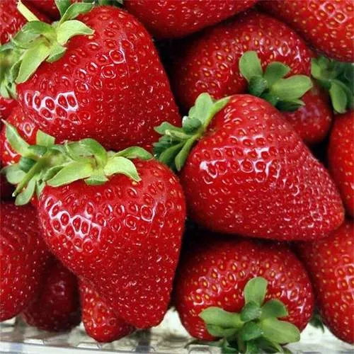 Клубника СКАЛА  Клубника СКАЛА в Фаниполе