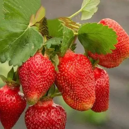 Клубника АЗИЯ  Клубника АЗИЯ в Фаниполе