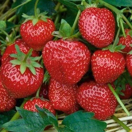 Клубника СЕЛЬВА ремонтантная  Клубника СЕЛЬВА ремонтантная в Фаниполе