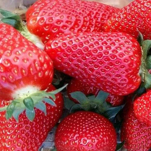 Клубника АМИ  Клубника АМИ в Фаниполе