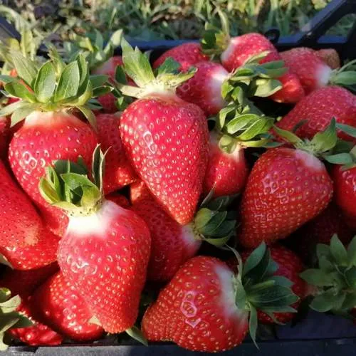 Клубника ЛЮЧИЯ  Клубника ЛЮЧИЯ в Фаниполе