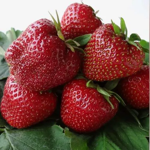 Клубника НАБИЛА  Клубника НАБИЛА в Фаниполе