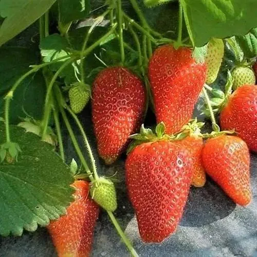 Клубника РОКСАНА  Клубника РОКСАНА в Фаниполе