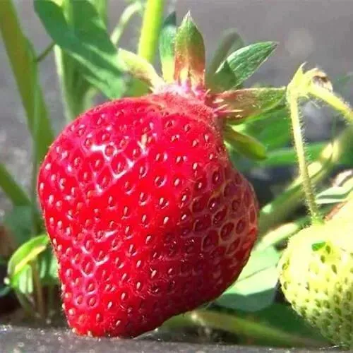 Клубника ХОНЕЙ  Клубника ХОНЕЙ в Фаниполе