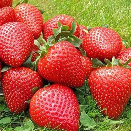 Клубника ЭЛИАНЕ  Клубника ЭЛИАНЕ в Фаниполе