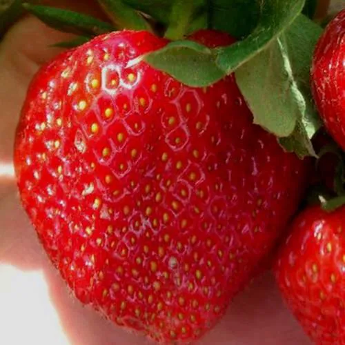 Клубника МАГНУС  Клубника МАГНУС в Фаниполе