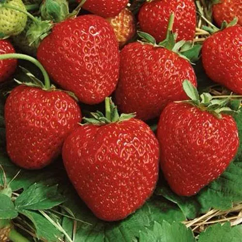 Клубника КОРОНА  Клубника КОРОНА в Фаниполе