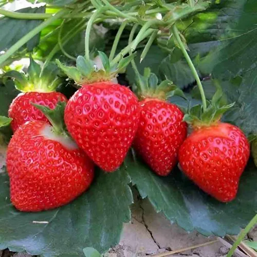 Клубника ТЕА  Клубника ТЕА в Фаниполе