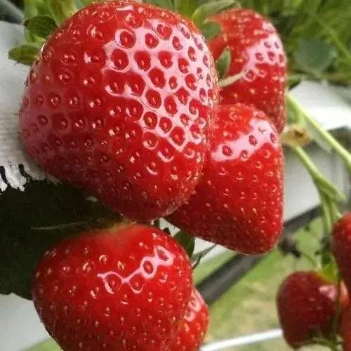 Клубника АРГЕНТЕРА  Клубника АРГЕНТЕРА в Фаниполе