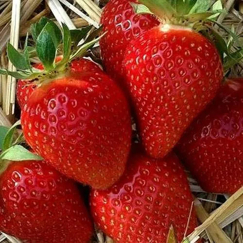 Клубника СИБИЛЛА  Клубника СИБИЛЛА в Фаниполе