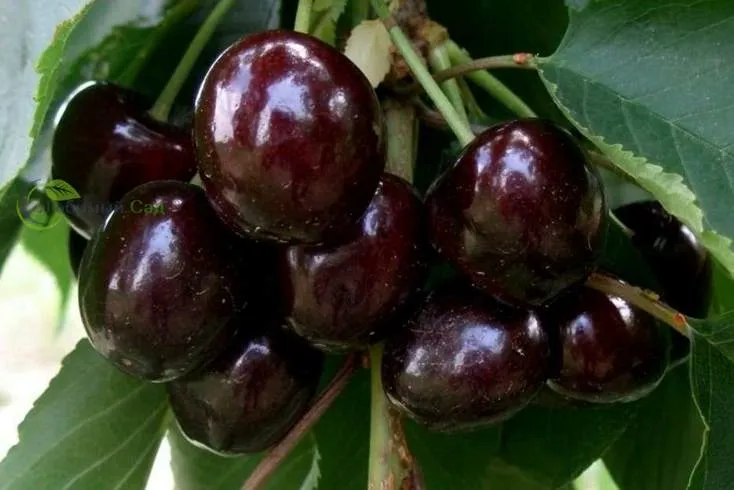 Черешня черная.jpg Черешня черная.jpg