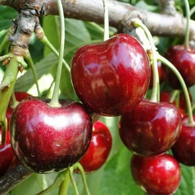 Черешня САШЕНЬКА  Черешня САШЕНЬКА в Фаниполе