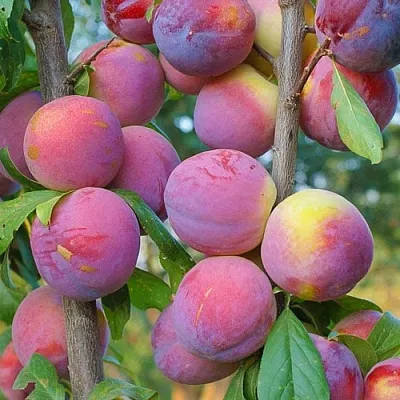 Слива КОЛОННОВИДНАЯ  Слива КОЛОННОВИДНАЯ в Фаниполе