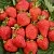 Клубника САН АНДРЕАС ремонтантная в Фаниполе