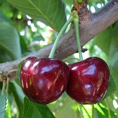 Черешня СЮБАРОВСКАЯ  Черешня СЮБАРОВСКАЯ в Фаниполе