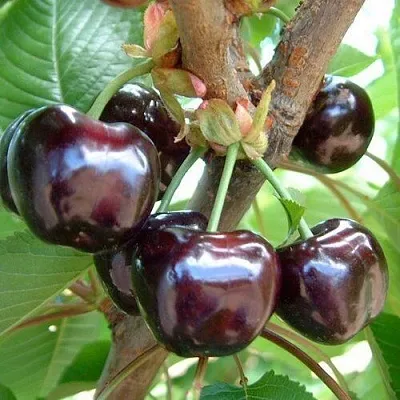 Черешня МУСКАТНАЯ  Черешня МУСКАТНАЯ в Фаниполе