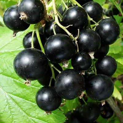 Смородина чёрная ЭКЗОТИКА  Смородина чёрная ЭКЗОТИКА в Фаниполе