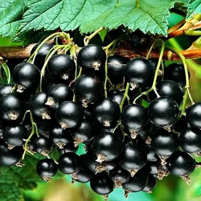 Смородина черная АТЛАНТ  Смородина черная АТЛАНТ в Фаниполе