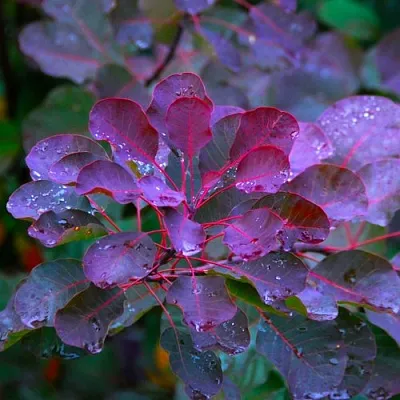 Скумпия ГРЕЙС  Скумпия ГРЕЙС в Фаниполе