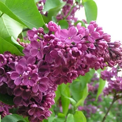 Сирень ДЕНЬ ПОБЕДЫ  Сирень ДЕНЬ ПОБЕДЫ в Фаниполе