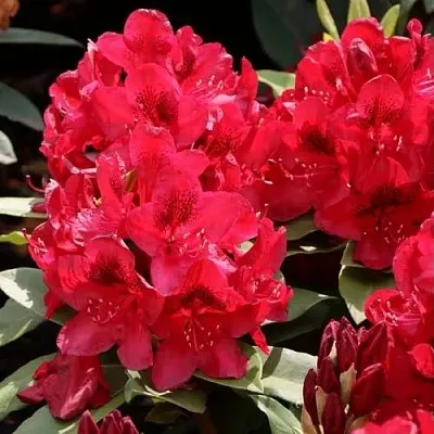 Рододендрон МАТАДОР  Рододендрон МАТАДОР в Фаниполе