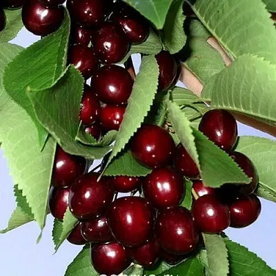 Черешня Оленька Черешня Оленька