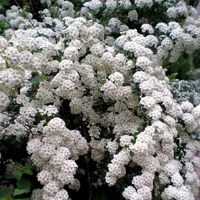 Спирея ВАНГУТТА  Спирея ВАНГУТТА в Фаниполе