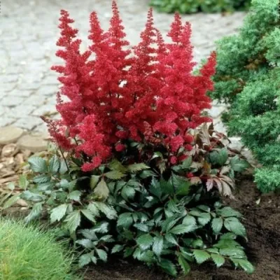 Астильба МОНТГОМЕРИ японская в Фаниполе