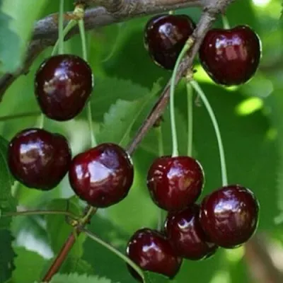 Черешня НАРОДНАЯ  Черешня НАРОДНАЯ в Фаниполе