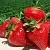 Клубника ДЖОЛИ в Фаниполе