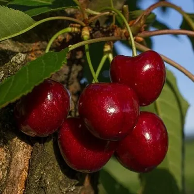 Черешня Лапинс Черешня Лапинс