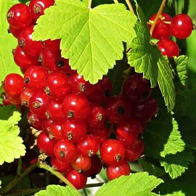 Смородина красная ГАЗЕЛЬ  Смородина красная ГАЗЕЛЬ в Фаниполе